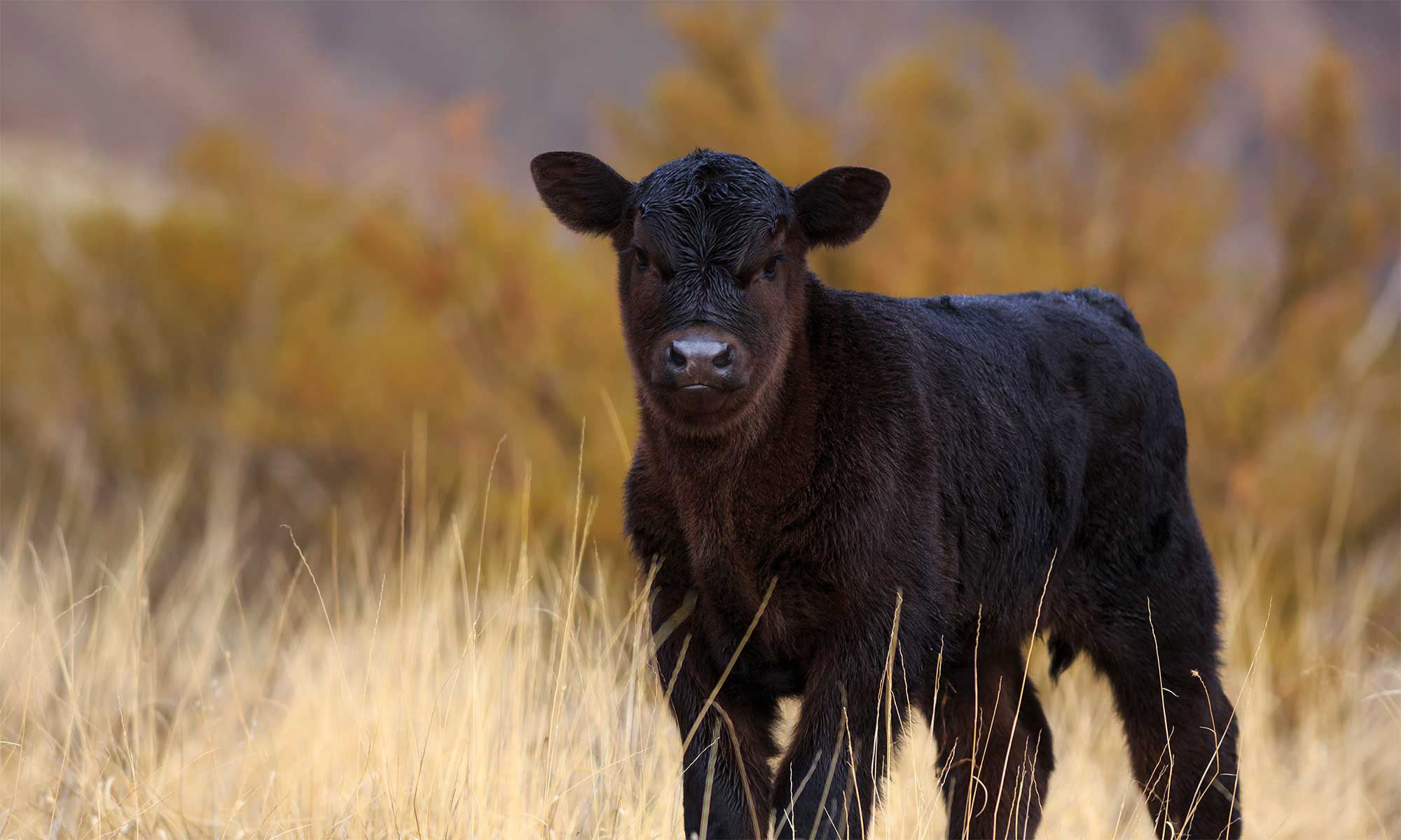 Calf in tall grass